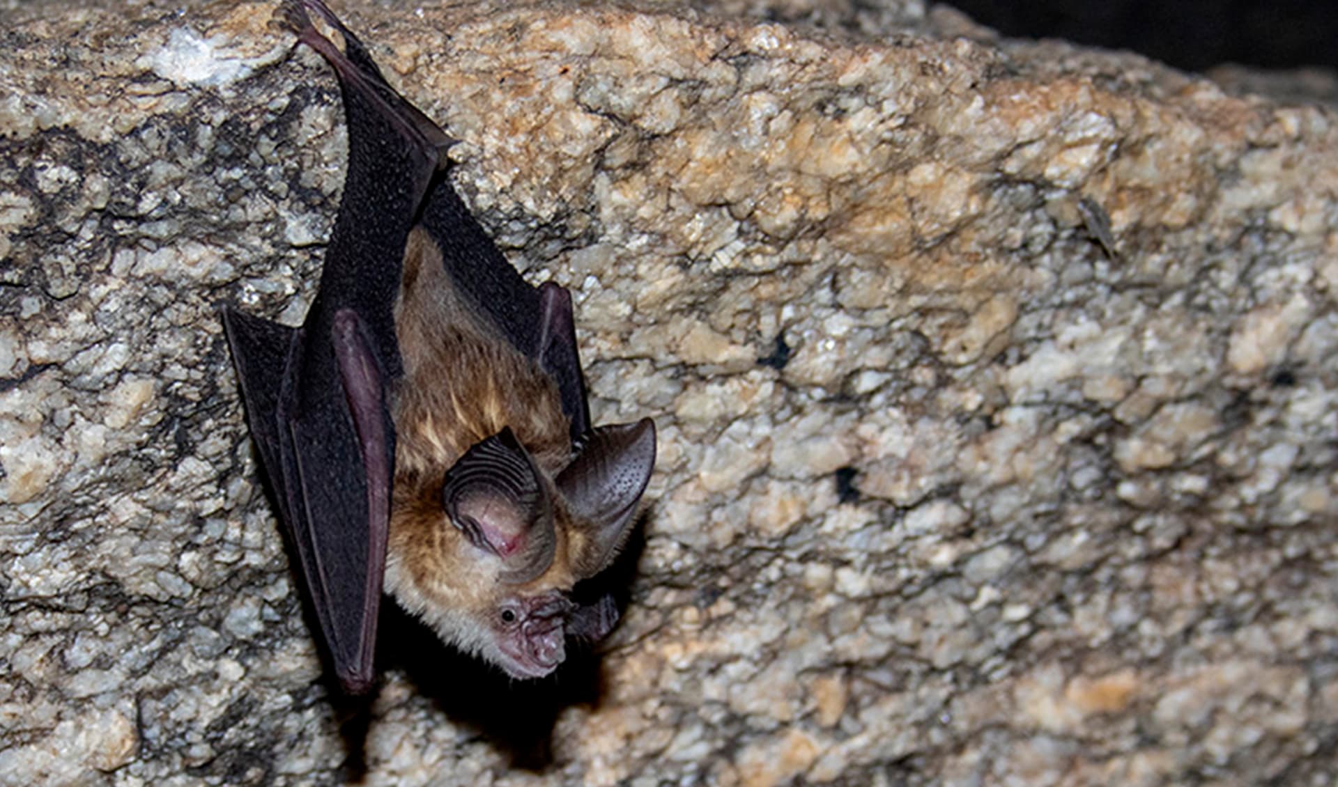 Hipposideros Roundleaf bats facts, distribution & population BioDB